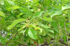 Manilkara roxburghiana